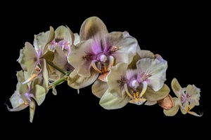 nero, petali, fiori, bianco, fiore, orchidea, orchidee, viola, sfondo, ramo, natura, pianta, pistilli