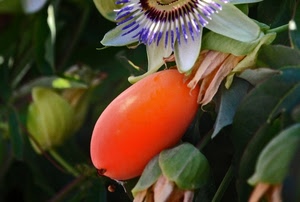 verde, fiore, petali, foglie, frutto, rosso, viola, passiflora, pianta, arancione, natura, corolla, piante, flora, boccioli, fiori, bianco, macro, bacca, pistilli