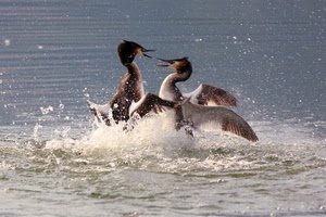 acqua, uccelli, spruzzi, ali, becco, litigio, becchi, volatili