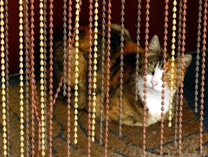 gatto, tenda, bianco, occhi, micio, orecchie, animale, felino, muso, naso, pelo, bocca, giallo, zerbino