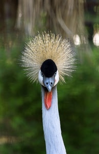 collo, becco, uccello, occhi, cresta, bianco, bargigli, piume, uccelli