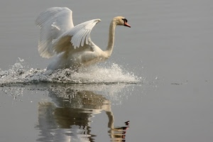 cigno, acqua, ali, riflesso, volo, uccello, spruzzi, bianco, becco, natura