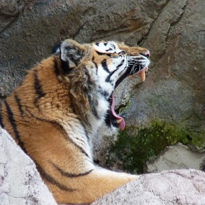 tigre, denti, felino, lingua, orecchie, animale, verde, bianco, sbadiglio, roccia, baffi, fauci, rocce, bocca, nero, erba, testa, animali