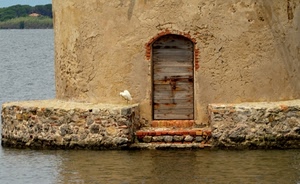 acqua, porta, uccello, mare, gabbiano, gradini, volatile, scalini, casa, ruggine, muro