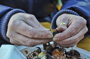 mani, castagne, anello, caldarroste, blu, cibo, buccia, dita, sbucciare