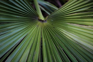 verde, foglia, pianta, linee, foglie, raggi, righe, pieghe, natura, stelo, gambo, geometrie