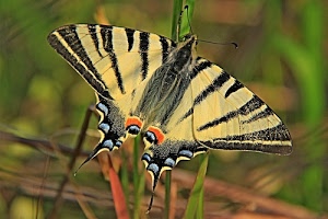 farfalla, ali, antenne, giallo, insetto, nero, macro, verde, foglie, colori, natura, coda, sfocato, testa, insetti, lepidottero