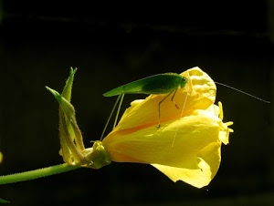 giallo, insetto, fiore, verde, antenne, petali, gambo, zampe, cavalletta, macro, nero, stelo, ali, natura, grillo, bocciolo, insetti