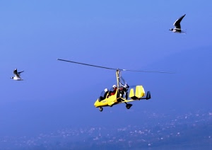 giallo, elicottero, uccelli, cielo, elica, ali, volare, pale, due, ruote, gabbiani, azzurro, ultraleggero, animali, velivolo, volo, piloti, rotore, panorama, persone