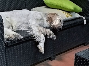 cane, divano, cuscini, zampe, dormire, pelo, relax, animale, bianco, nero, verde, sonno, orecchie, addormentato, dorme, due, muso, naso, collare