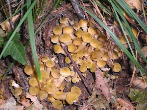 funghi, foglie, giallo, erba, verde, marrone, bosco, autunno, sottobosco, rami, gambi, cappelli, secche, radici, chiodini, natura, famigliola, piccoli, terreno