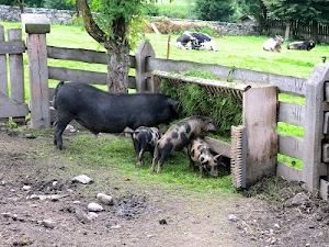 animali, staccionata, alberi, prato, mucche, legno, erba, verde, maiali, recinto, maialini, fattoria, cuccioli, mangiatoia, maiale, piccoli, nero, suini, porcellini, tronco, sassi
