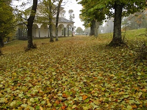 alberi, foglie, autunno, archi, casa, colonne, portico, verde, tronchi, giallo, edificio, tetti, autunnale, bosco, foschia, cappella, nebbia
