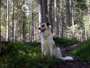 cane, alberi, bosco, bianco, verde, animale, sentiero, lingua, erba, coda, tronchi, zampe, foresta