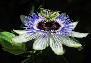 fiore, petali, verde, bianco, passiflora, natura, viola, pistilli, stami