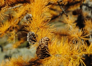 pigne, aghi, autunno, giallo, pino, rami, marrone, pigna, albero