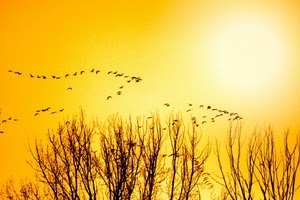 uccelli, alberi, giallo, sole, rami, tramonto, stormo, stormi, oro, migrazione