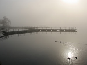 acqua, nebbia, lago, riflesso, pontile, pontili, anatre, controluce, uccelli, albero, papere, bianconero
