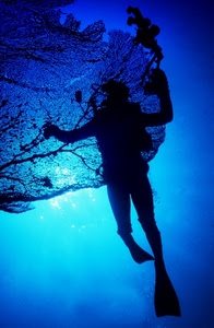pinne, sub, mare, blu, subacqueo, rete, acqua, controluce, uomo, alghe, luce, maschera, silhouette