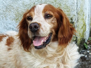 cane, lingua, animale, orecchie, muso, pelo, occhi, bianco, denti, bocca, setter