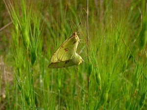 verde, erba, farfalla, farfalle, ali, antenne, spighe, zampe, insetto, steli, insetti