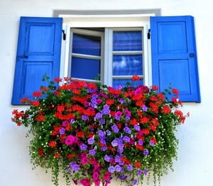 fiori, finestra, blu, persiane, vetri, azzurro, rosso, gerani, viola, pianta