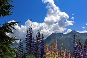 nuvole, fiori, cielo, montagne, montagna, albero, piante, rami