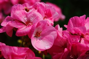 rosa, fiori, petali, gocce, acqua, fiore, macro, geranio