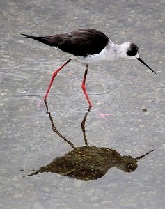 acqua, uccello, becco, riflesso, zampe, nero, bianco, ombra, piume, trampoliere, rosso, cavaliere, animale