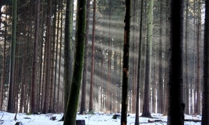 neve, raggi, bosco, alberi, luce, inverno, tronchi, fusti, sole