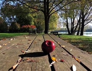 mela, tavolo, alberi, legno, foglie, frutto, rosso