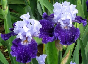 foglie, viola, verde, fiori, bianco, petali, iris, piante, fiore, due, orchidea