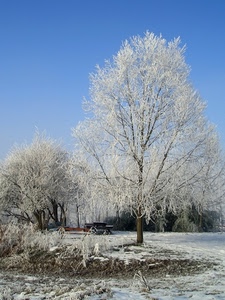 neve, inverno, alberi, bianco, cielo, rami, albero, brina, panchina, gelo