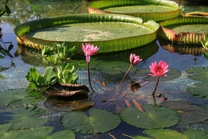 acqua, fiori, verde, rosa, foglie, stagno, ninfee, loto, lago, petali, riflesso