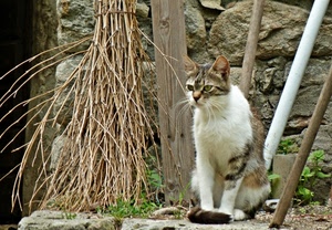 gatto, scopa, felino, muro, orecchie, pietre, baffi, palo, bastoni