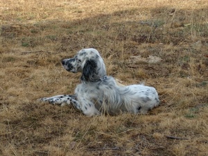 cane, prato, bianco, animale, orecchie, erba, campo, nero, muso, zampe, pelo, setter, sdraiato, bianconero, animali