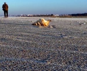 conchiglia, spiaggia, sabbia, uomo, persona, sassolini, mare, cielo, ghiaia