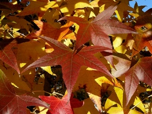 foglie, giallo, rosso, autunno, foglia, marrone