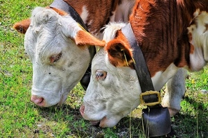 erba, mucche, due, campanaccio, animali, bianco, occhi, orecchie, verde, marrone, bovini, prato, pascolo, musi, fibbia