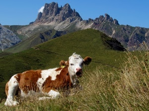 mucca, cielo, montagna, pezzata, montagne, erba, azzurro, verde, pascolo, pascoli, animale, muso, cime, roccia, bianco, orecchie, vette, vacca, prato