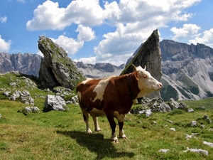 mucca, nuvole, montagna, montagne, rocce, cielo, prato, pascolo, erba, animale, verde, pezzata, animali, pietre, corna, paesaggio, ombra