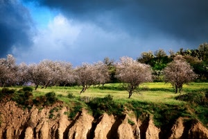 alberi, cielo, nuvole, verde, prato, fiori
