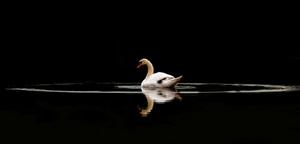 acqua, bianco, cigno, riflesso, uccello, nero, piume, becco, lago, animale, cerchio, riflessi, cerchi, collo