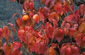 foglie, rami, rosso, autunno, albero, frutto, cachi, caco, frutta, arancione, arancio, alberi, pianta
