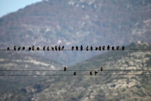 fili, uccelli, montagna, montagne, tanti, fila, sfocato, tre, linee, animali