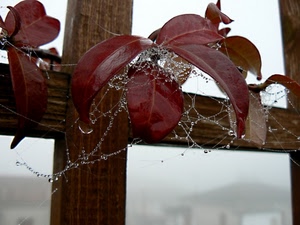 foglie, gocce, legno, ragnatela, staccionata, rosso, rugiada, brina, acqua, autunno, pianta, croce, rosse, marrone, pioggia, nebbia