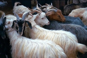corna, capre, animali, pelo, gregge, lana, nero, musi, ovini, bianco, occhi, caprini, bianche, muso