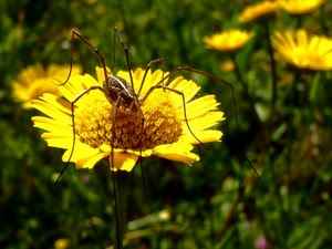 ragno, giallo, petali, zampe, fiore, verde, erba, fiori, margherita, prato, corolla, aracnide, natura, macro