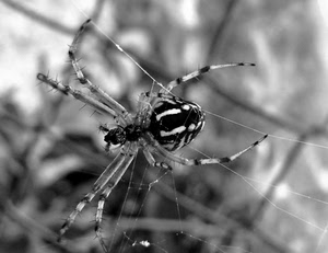 ragnatela, ragno, zampe, bianconero, sfocato, otto, fili, aracnide, testa, macro, insetto