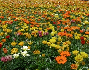 fiori, giallo, prato, colori, verde, primavera, arancio, arancione